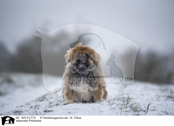 sitzender Pekinese / KFI-01773