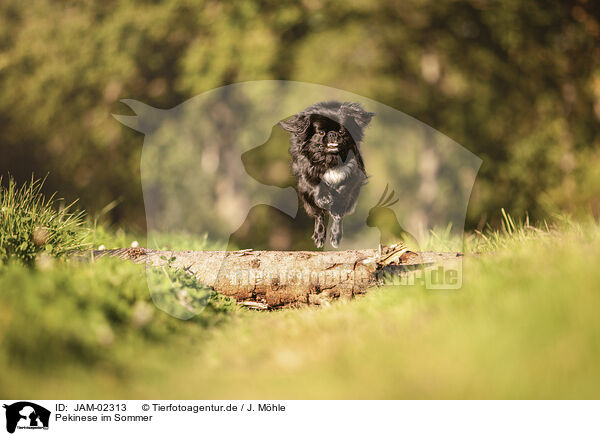 Pekinese im Sommer / JAM-02313