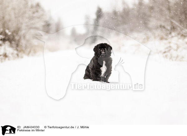 Pekinese im Winter / Pekinese in winter / JAM-04030