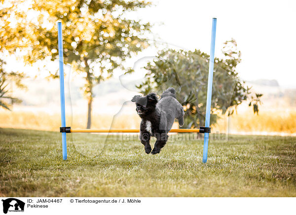 Pekinese / pekingese / JAM-04467