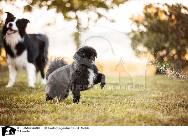 2 Hunde / JAM-04489
