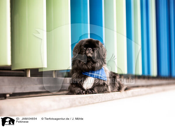 Pekinese / pekingese / JAM-04654