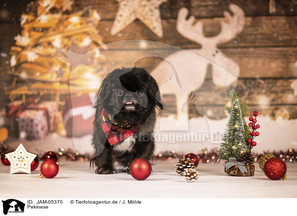 Pekinese / Pekinese / JAM-05370