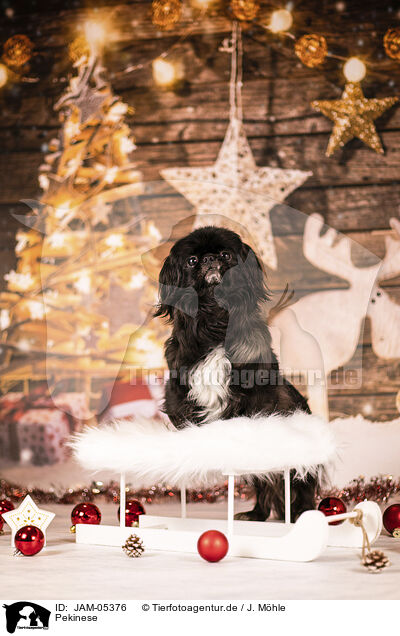 Pekinese / Pekinese / JAM-05376