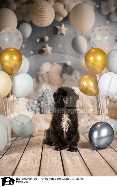 Pekinese / JAM-06156