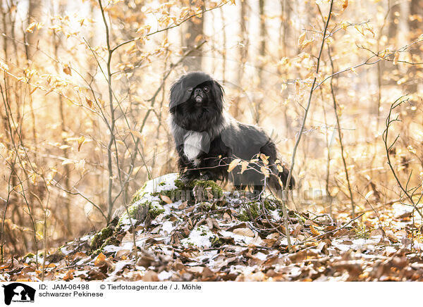 schwarzer Pekinese / JAM-06498