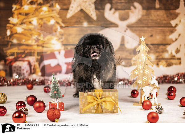 Pekinese / Pekingese / JAM-07211