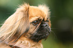 Pekinese Portrait