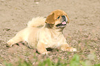 Pekinese