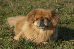 Pekinese