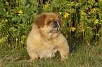 sitzender Pekinese