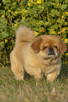 Pekinese