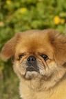 Pekinese Portrait