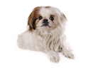 liegender Pekinese