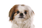 Pekinese