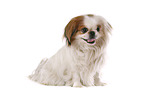 Pekinese