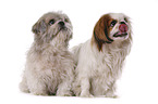 Pekinese und Shih Tzu