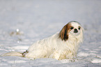 Pekinese im Schnee