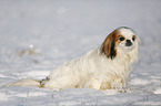 Pekinese im Schnee