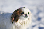 Pekinese im Schnee