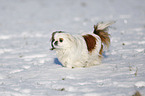 Pekinese im Schnee