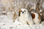 Pekinese im Schnee