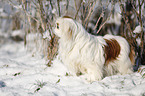 Pekinese im Schnee