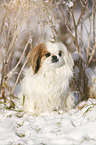 Pekinese im Schnee