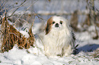 Pekinese im Schnee