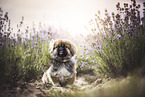 Pekinese