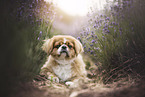 Pekinese