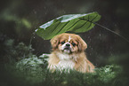 Pekinese