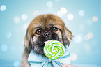 Pekinese