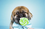 Pekinese