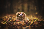 liegender Pekinese