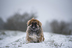 sitzender Pekinese