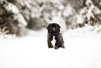 Pekinese im Winter