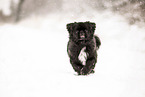 Pekinese im Winter
