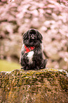 Pekinese