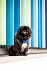 Pekinese