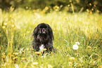 Pekinese