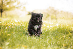 Pekinese