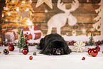 schwarzer Pekinese