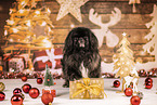 Pekinese