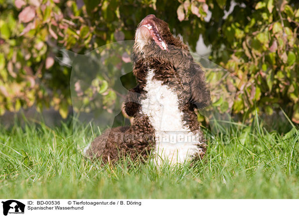 Spanischer Wasserhund / Perro de aqua espanol / BD-00536