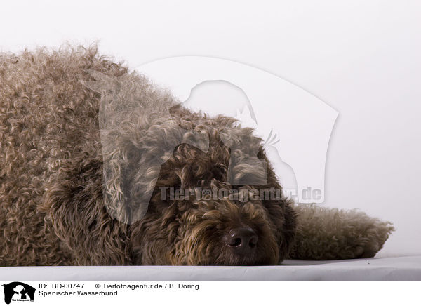 Spanischer Wasserhund / Perro de aqua espanol / BD-00747