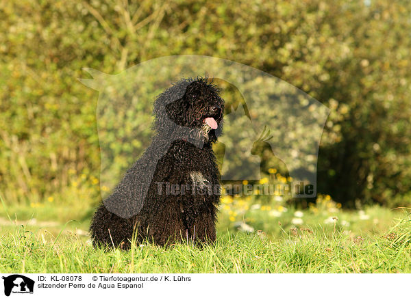 sitzender Perro de Agua Espanol / sitting Perro de Agua Espanol / KL-08078