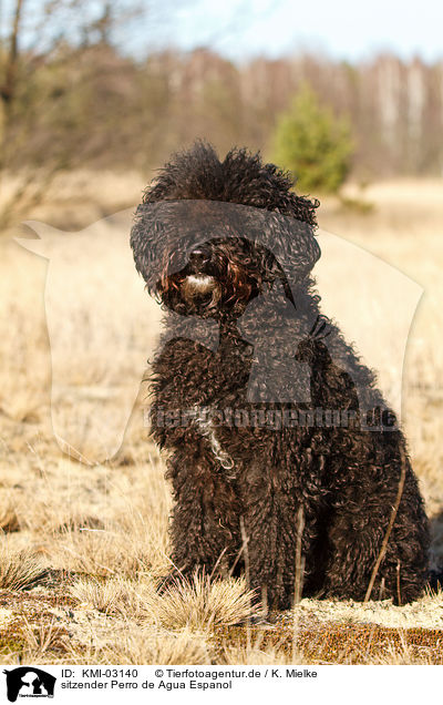 sitzender Perro de Agua Espanol / sitting Perro de Agua Espanol / KMI-03140