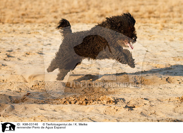 rennender Perro de Agua Espanol / running Perro de Agua Espanol / KMI-03146