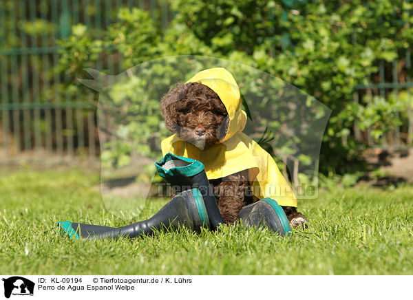 Perro de Agua Espanol Welpe / KL-09194